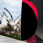 Kadjavsi – Above Albatross 2xLP, copertă și cele două discuri